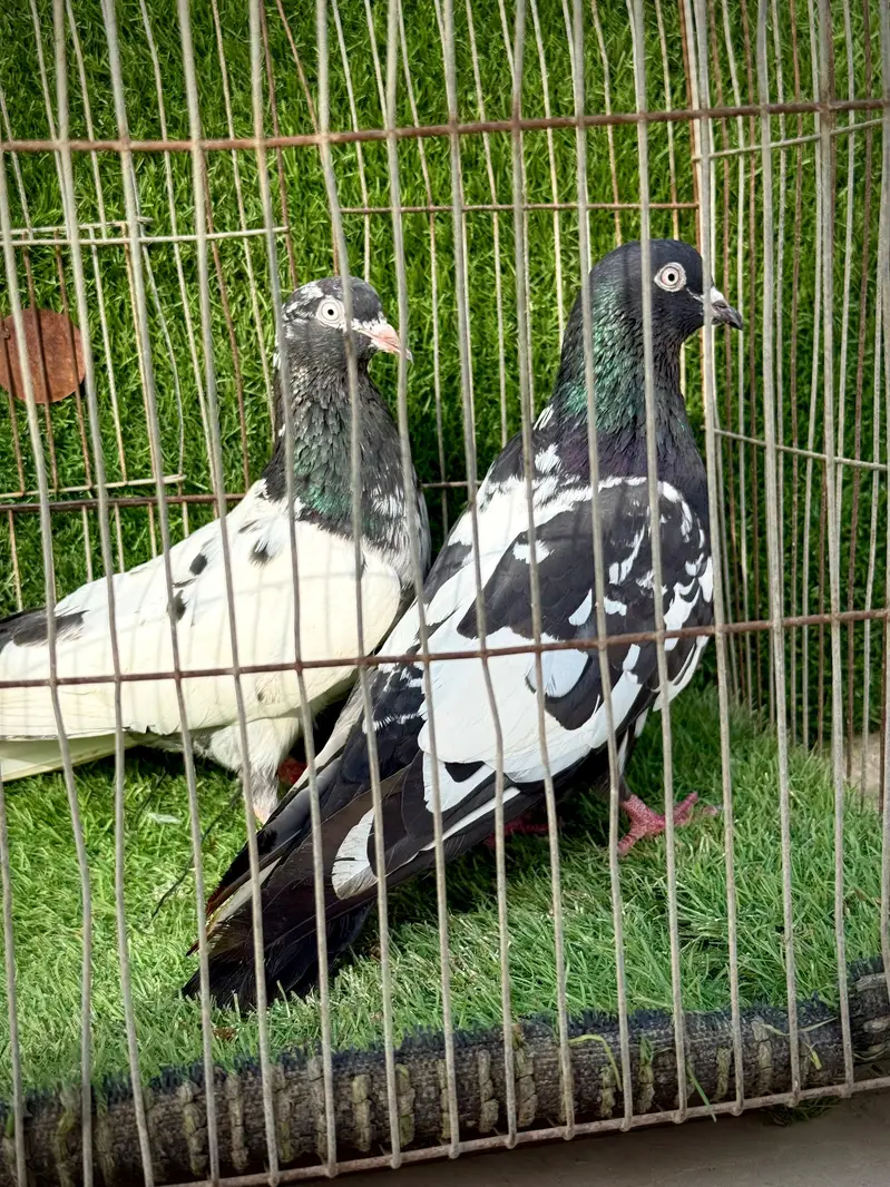 Rampuri pair — photo 5