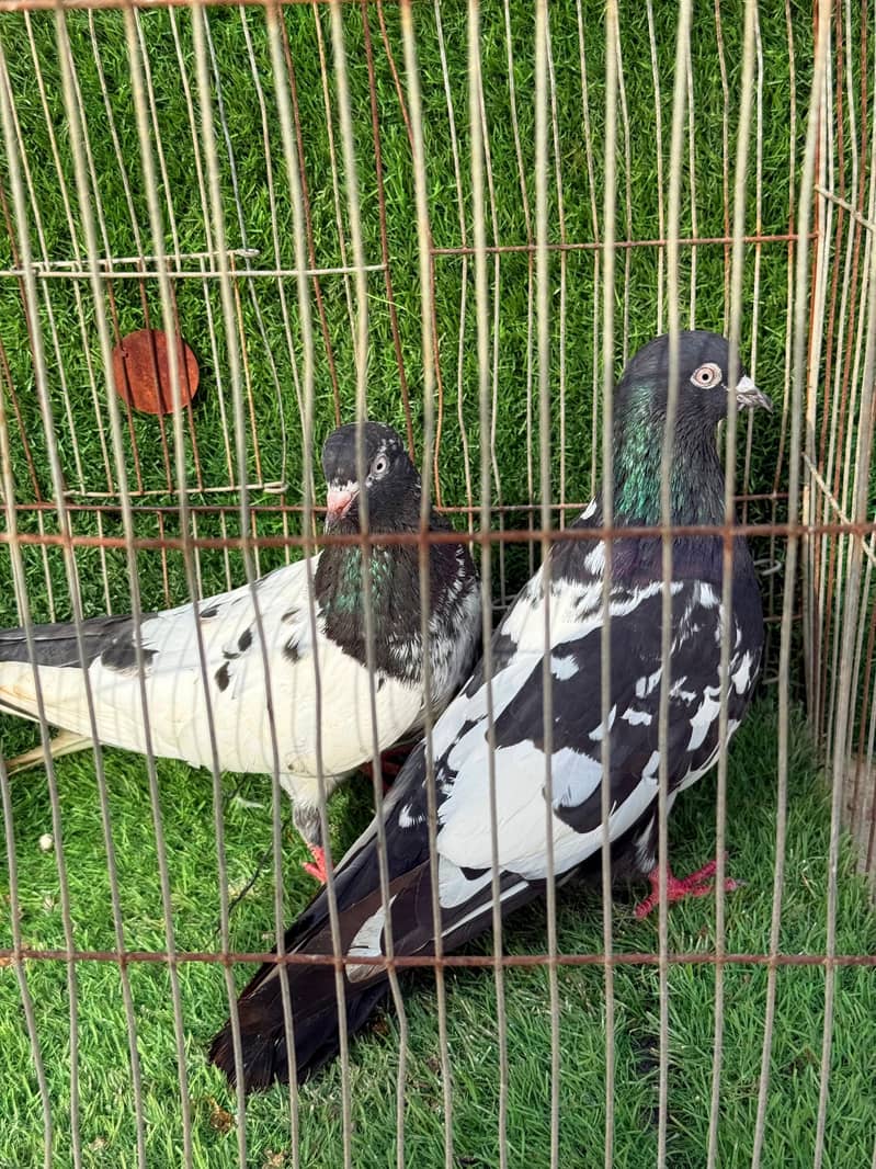 Rampuri pair 5