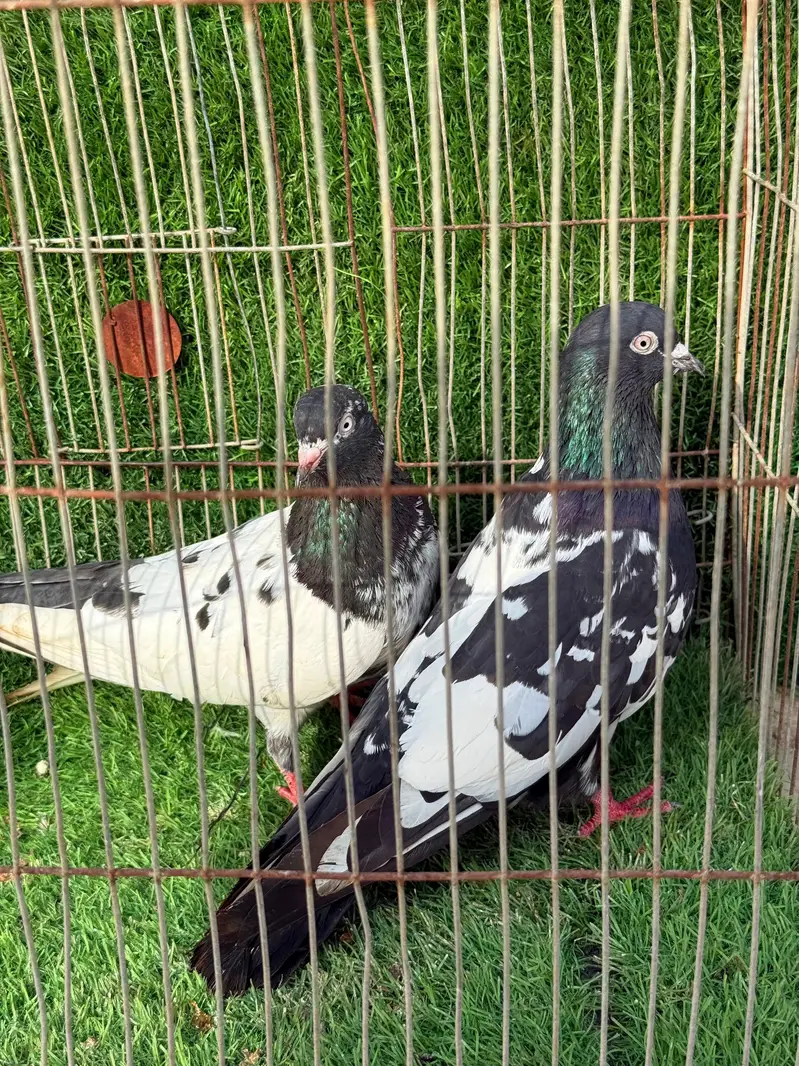 Rampuri pair — photo 6
