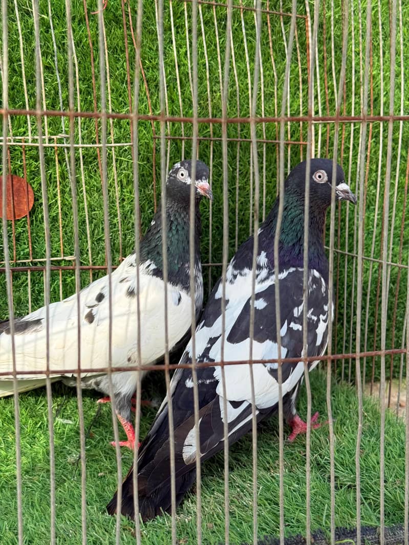 Rampuri pair 6