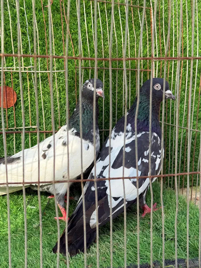 Rampuri pair — photo 7