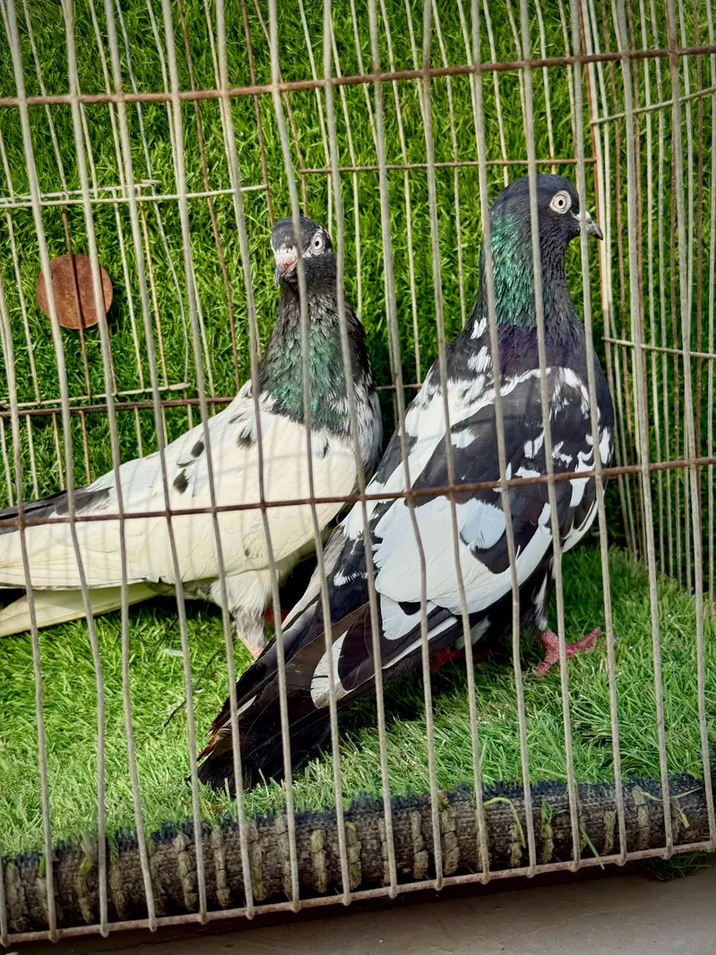 Rampuri pair — photo 8