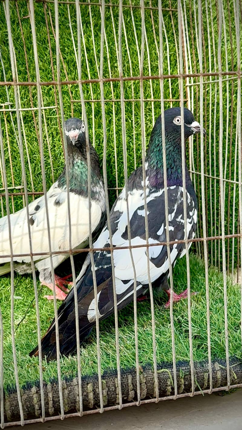 Rampuri pair 8