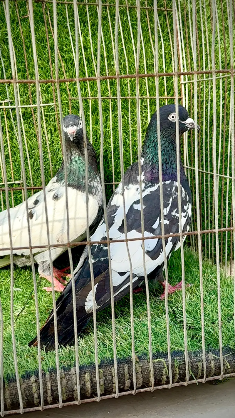 Rampuri pair — photo 9