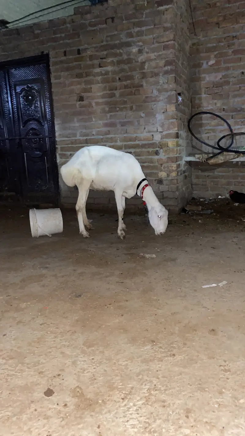 Chaki Dumbi — photo 2