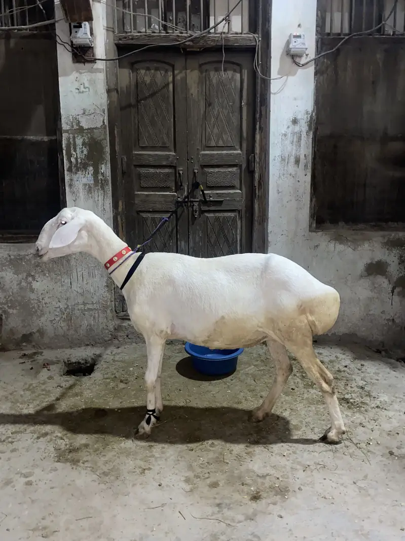 Chaki Dumbi — photo 3