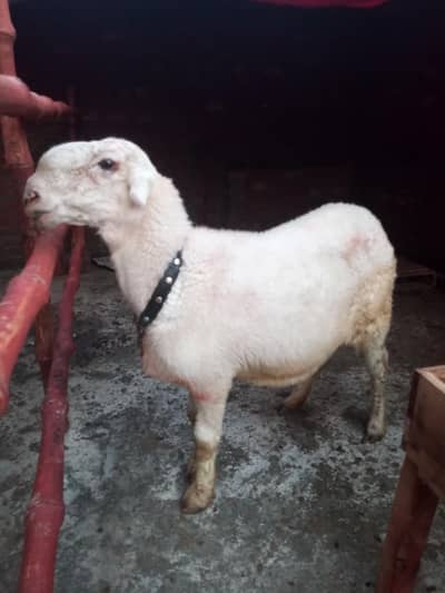 gaban mundri peed for sale