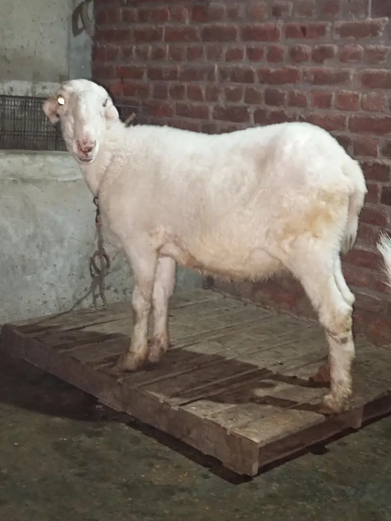 gaban mundri peed for sale — photo 3