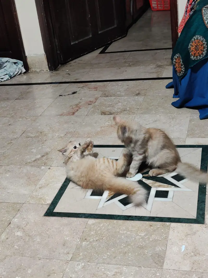 kitten pair for sale 13000 paise kam ho jayngye