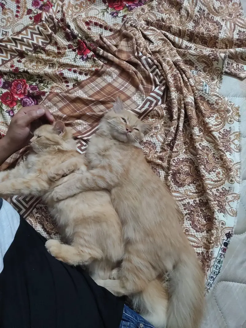 kitten pair for sale 13000 paise kam ho jayngye — photo 2