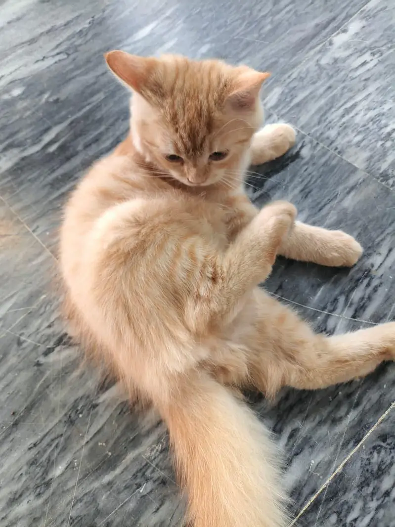 kitten pair for sale 13000 paise kam ho jayngye — photo 3
