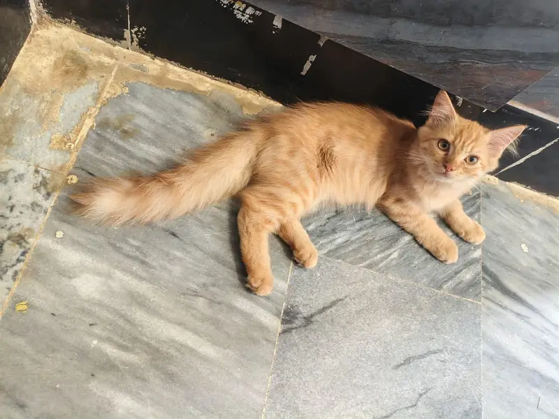 kitten pair for sale 13000 paise kam ho jayngye — photo 4