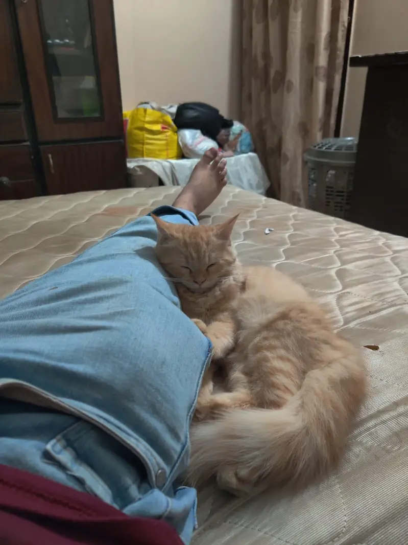 kitten pair for sale 13000 paise kam ho jayngye — photo 5