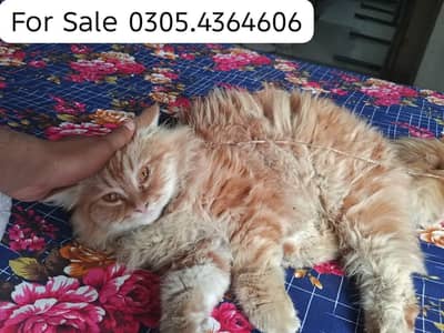 Persian Panch Cat Male For Sale Full Bareeder Contact  0305.4364606