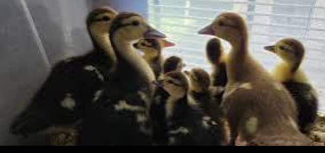 Muscovy chicks