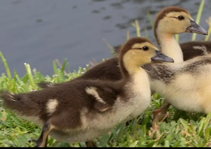 Muscovy chicks — photo 2
