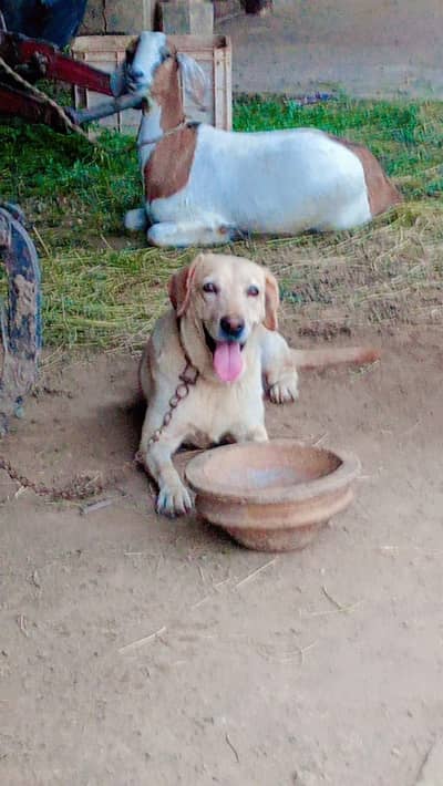 British Laboura dog female demand 25 hzr
