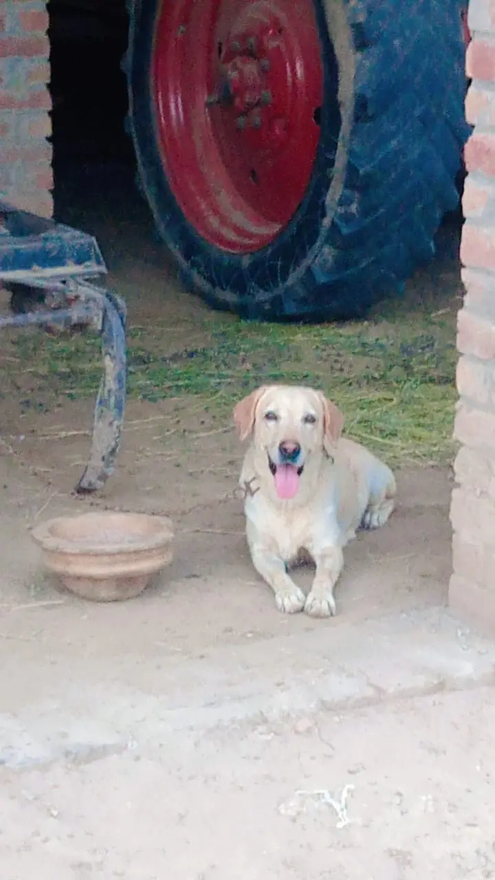 British Laboura dog female demand 25 hzr — photo 2