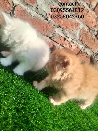 kitten for sale