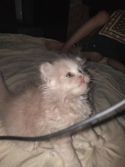 kitten for sale