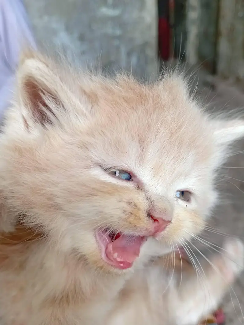 kitten for sale — photo 3