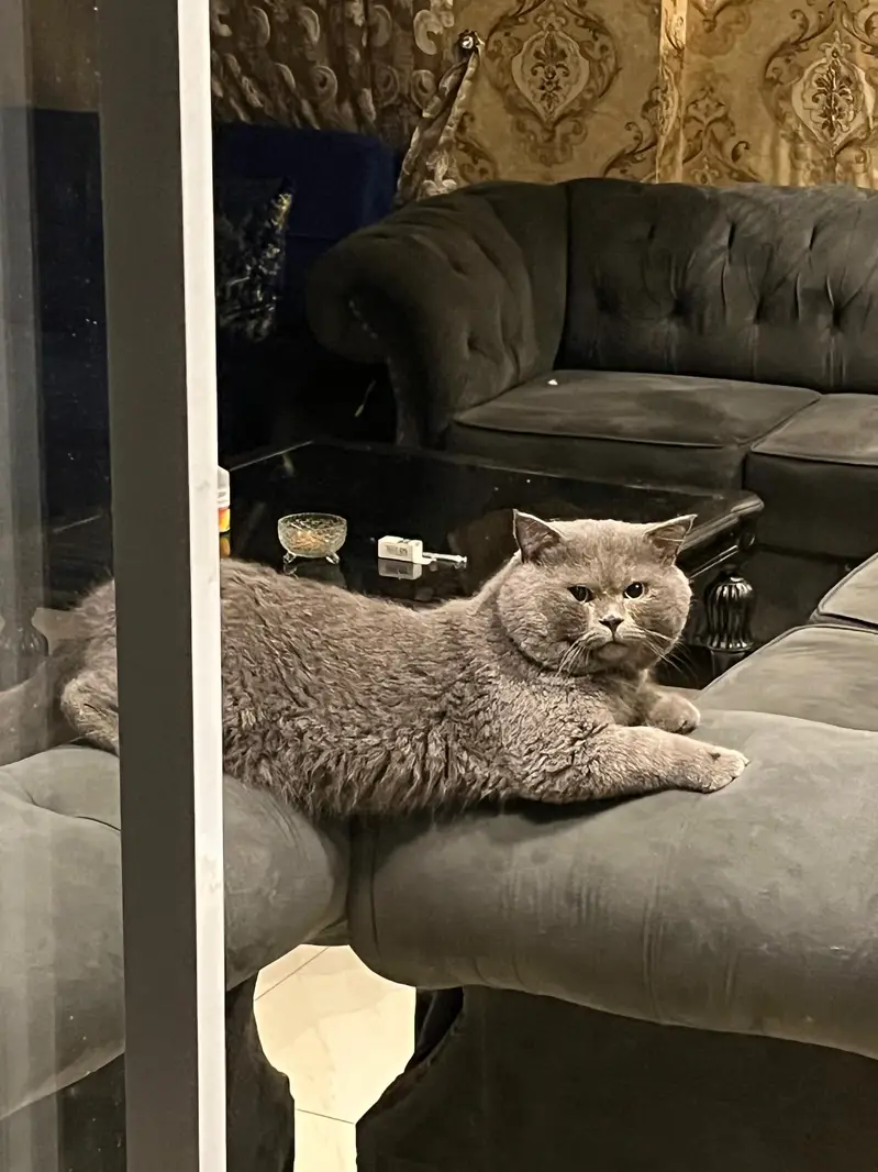 British Shorthair Male