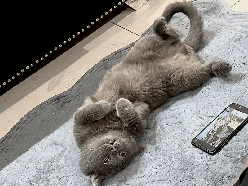British Shorthair Male — photo 2