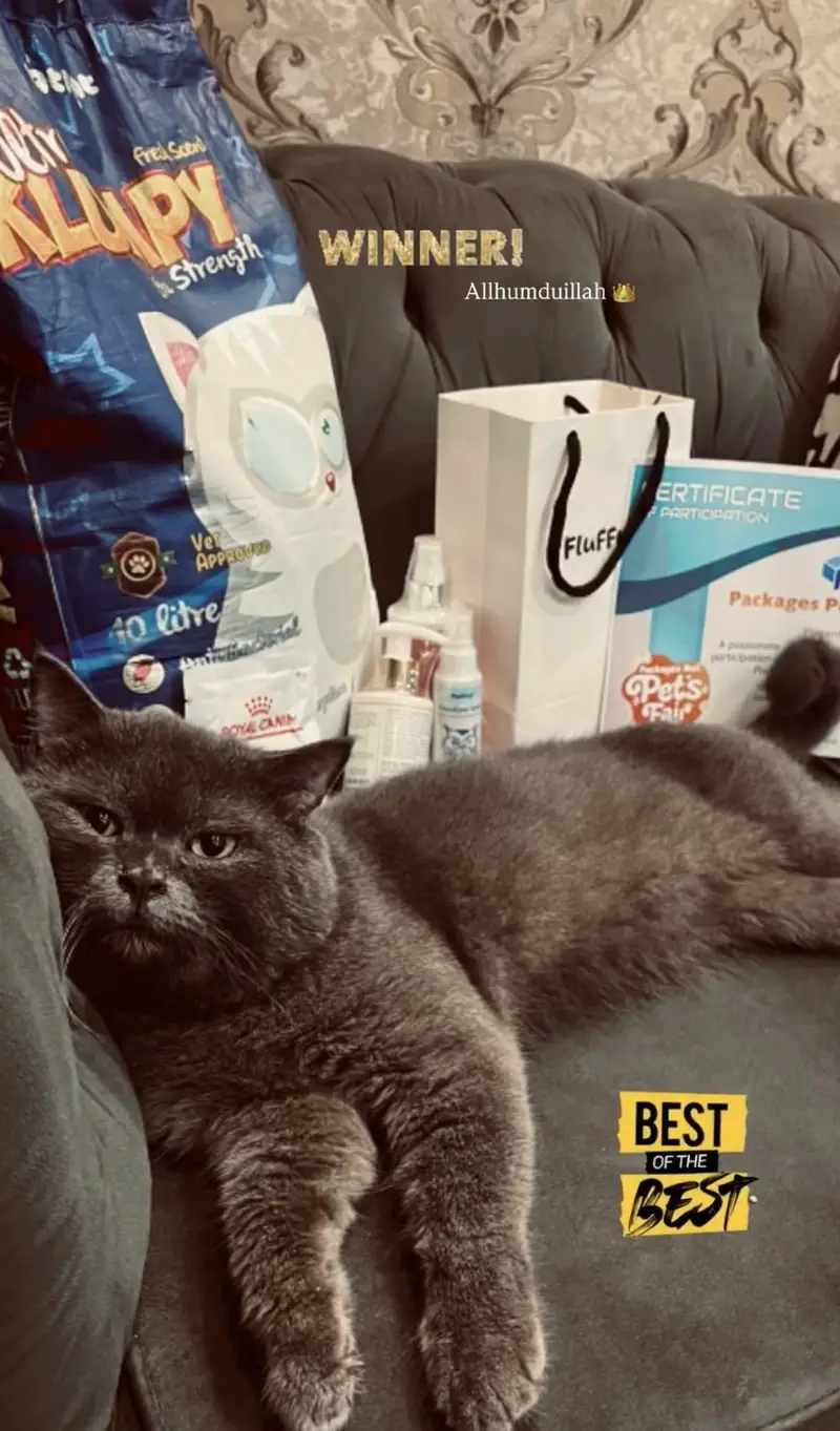 British Shorthair Male — photo 3