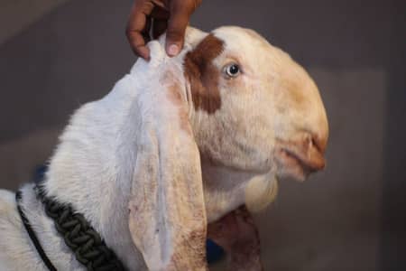 gulabi rajan pori Bakra/Bakra/Goat/desi bakra/بکرا/goat for sale