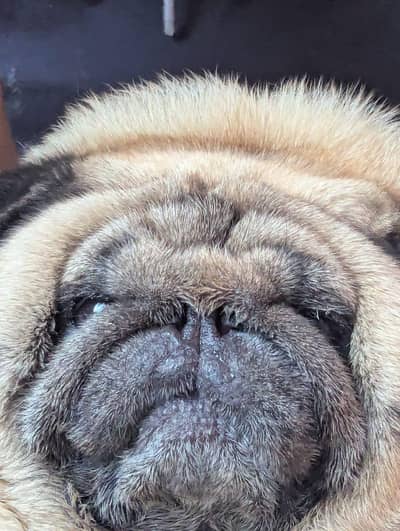 imported Toy breed Pug Japanese dog