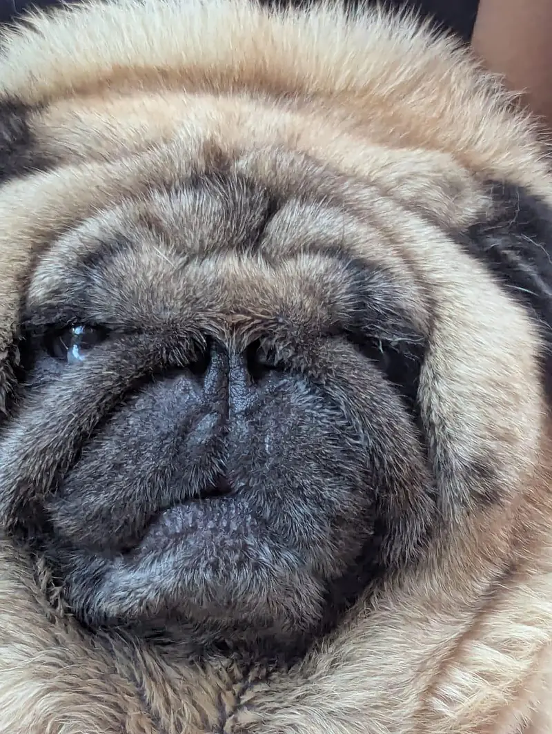 imported Toy breed Pug Japanese dog — photo 2