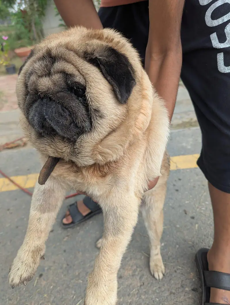 imported Toy breed Pug Japanese dog — photo 3