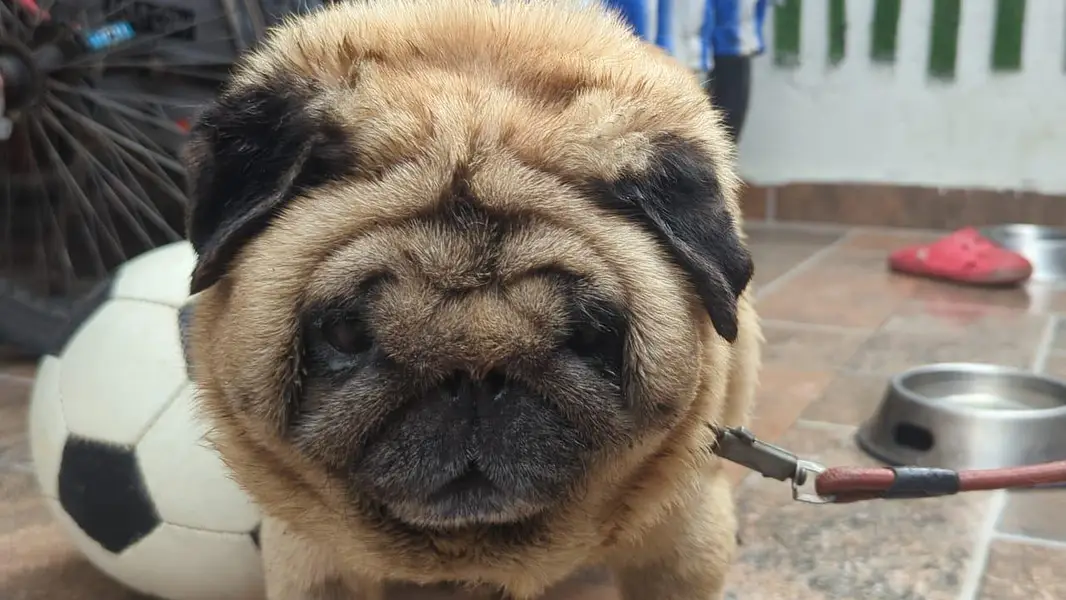 imported Toy breed Pug Japanese dog — photo 4