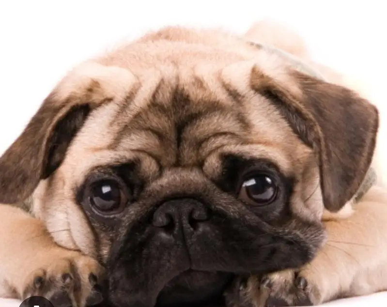 imported Toy breed Pug Japanese dog — photo 5