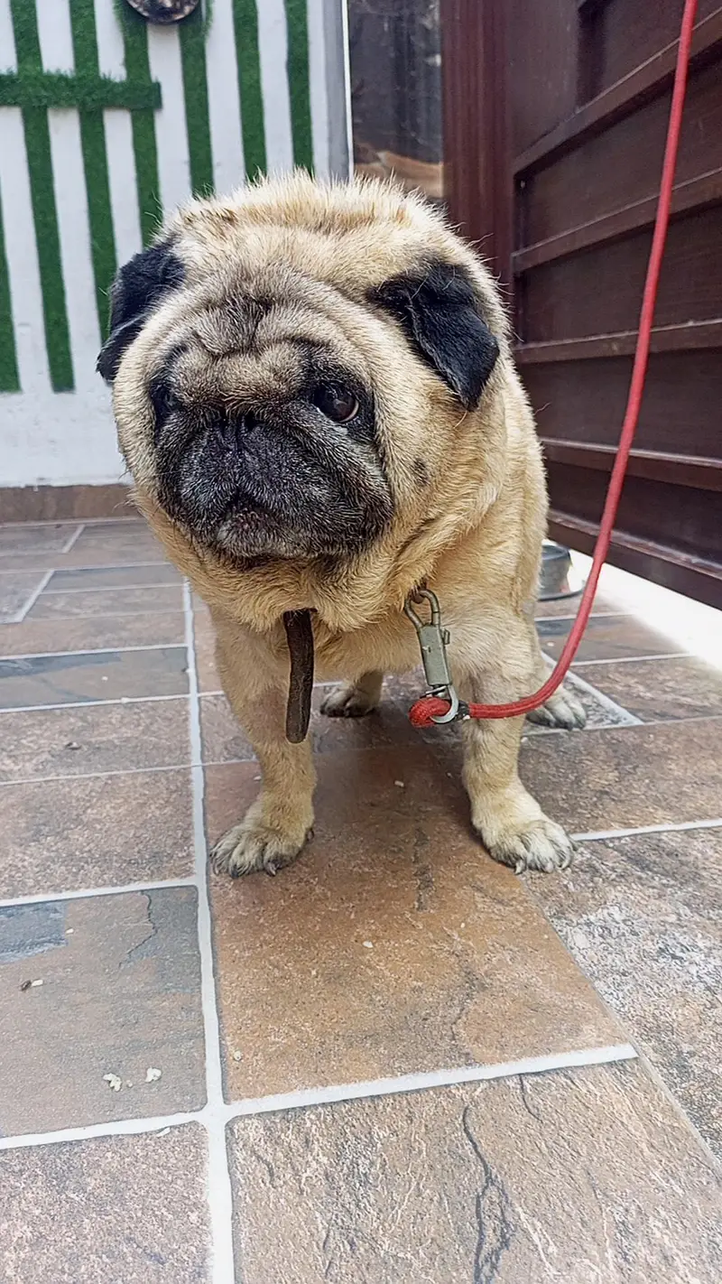 imported Toy breed Pug Japanese dog — photo 6