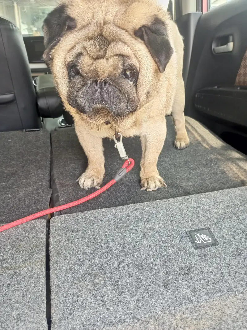 imported Toy breed Pug Japanese dog — photo 7