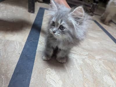 TRIPLE COAT PERSIAN KITTEN'S