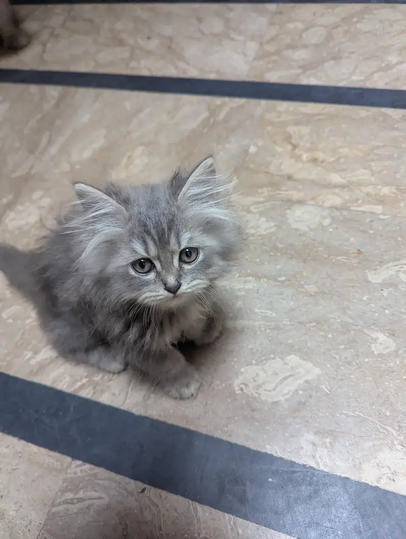 TRIPLE COAT PERSIAN KITTEN'S — photo 2