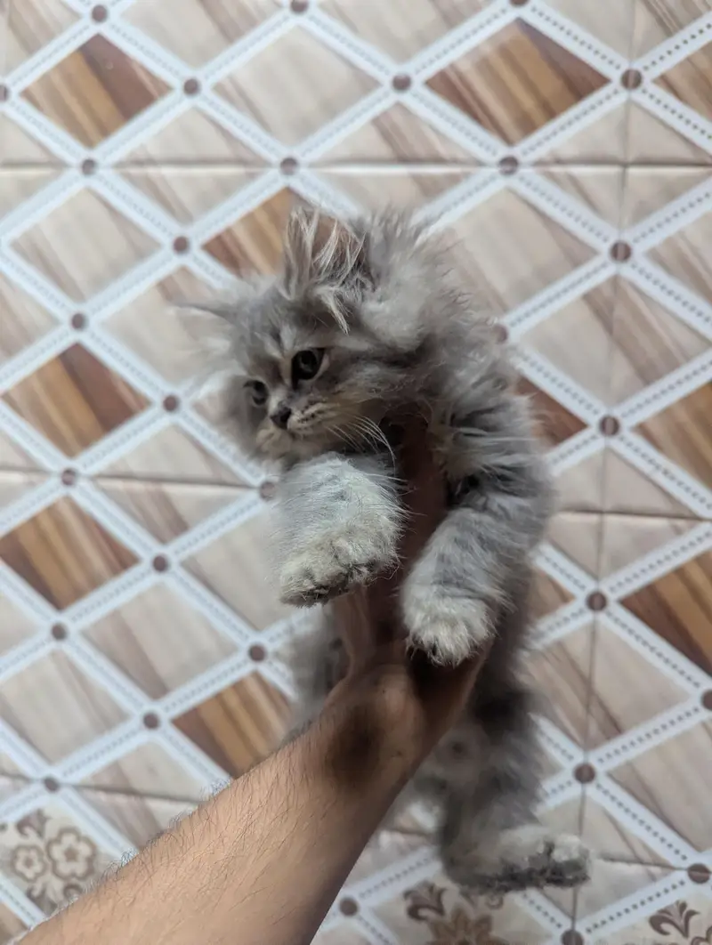TRIPLE COAT PERSIAN KITTEN'S — photo 3