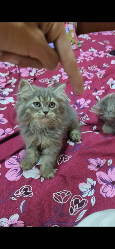TRIPLE COAT PERSIAN KITTEN'S