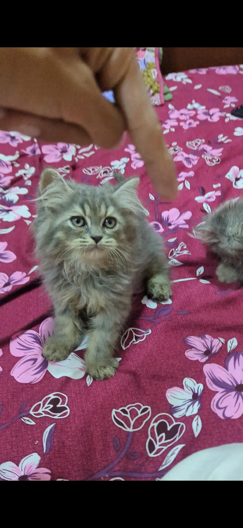 TRIPLE COAT PERSIAN KITTEN'S — photo 4