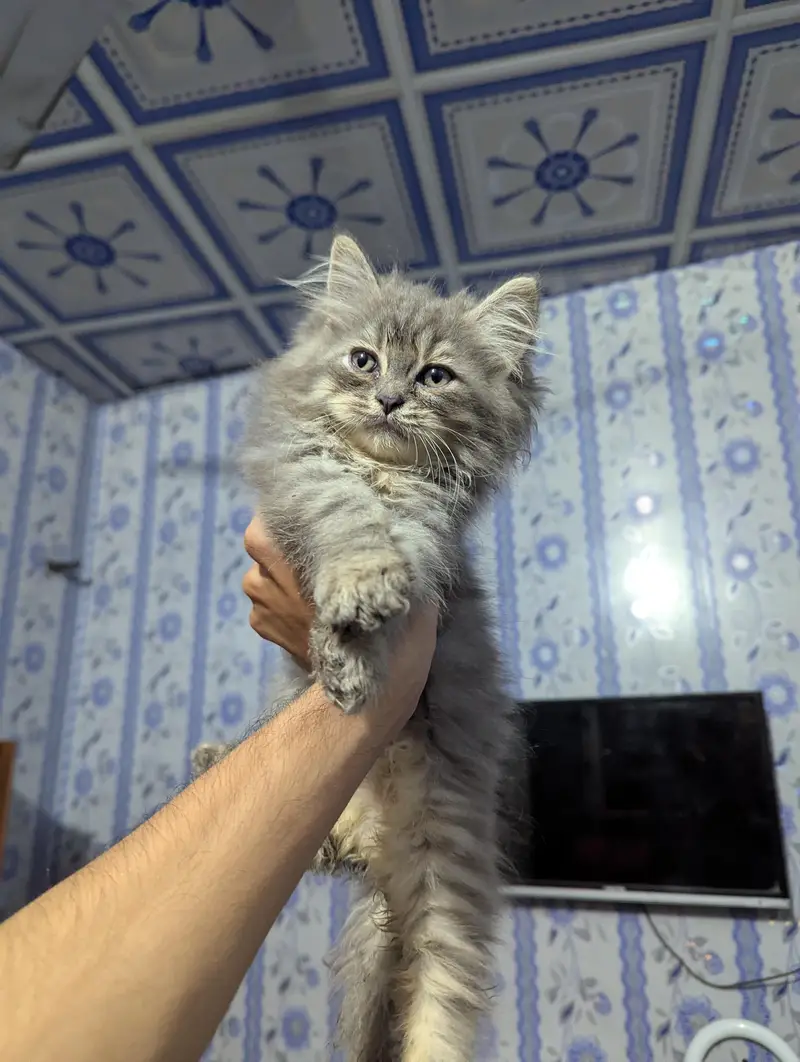 TRIPLE COAT PERSIAN KITTEN'S — photo 5