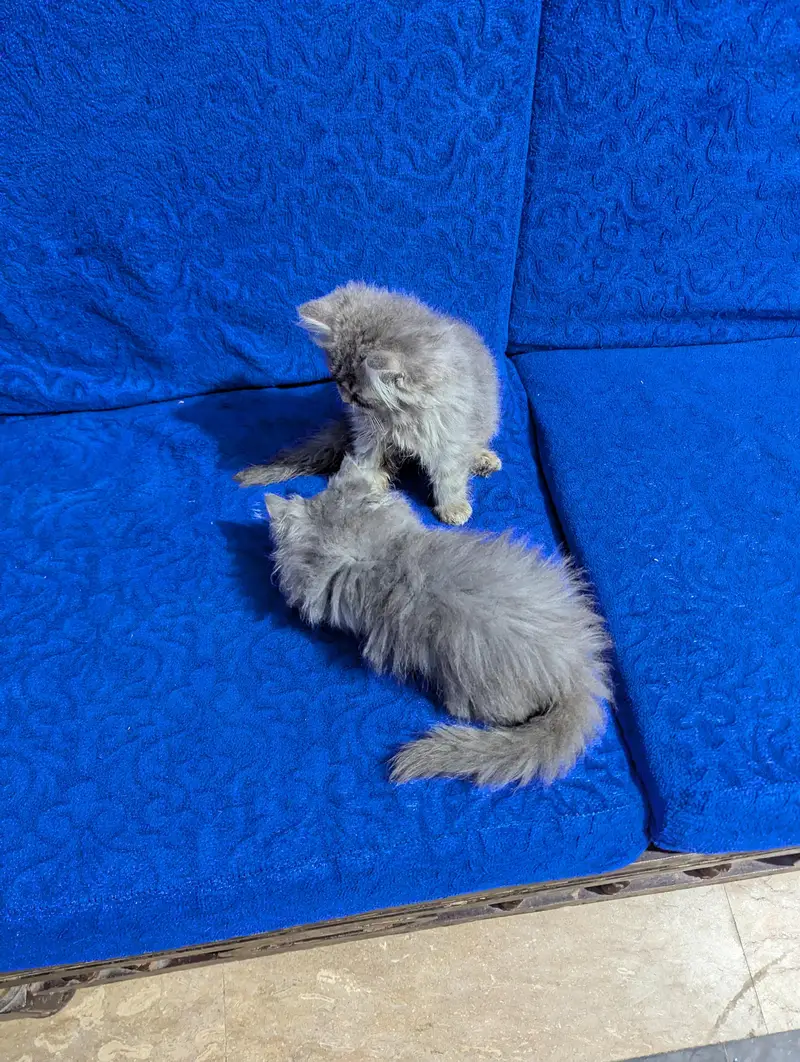TRIPLE COAT PERSIAN KITTEN'S — photo 6