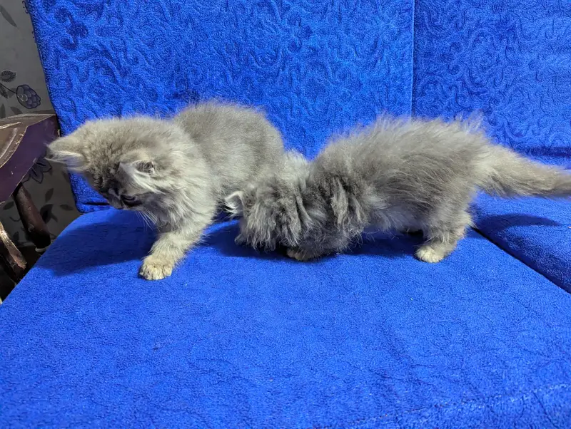 TRIPLE COAT PERSIAN KITTEN'S — photo 7