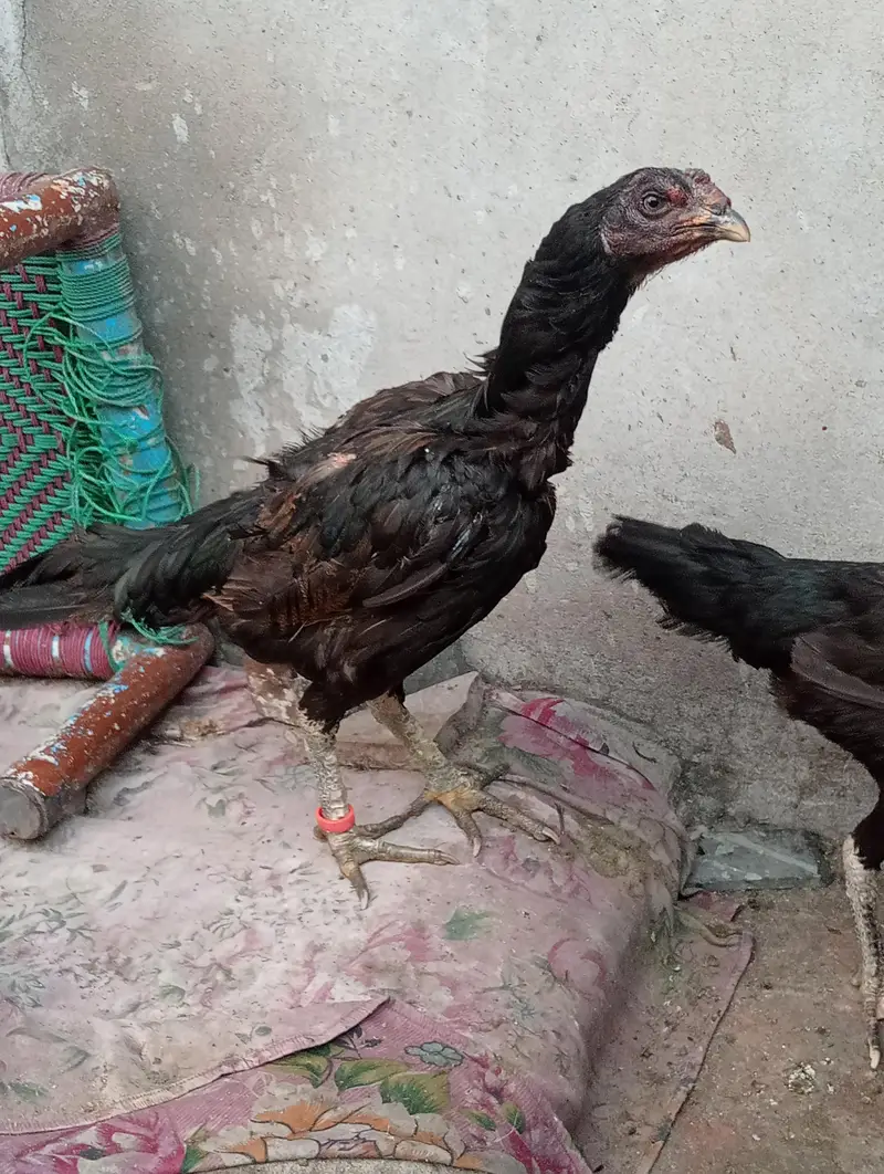 Thi Aseel — photo 5