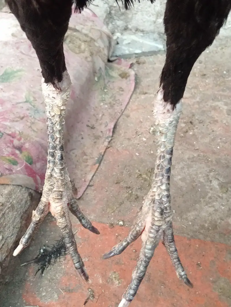 Thi Aseel — photo 7