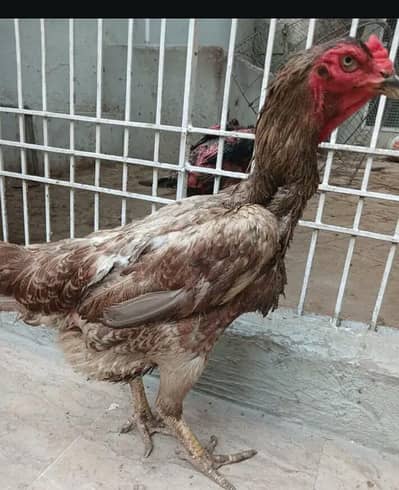 pure shamo female available