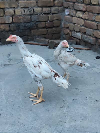 pure Quality Aseel pair