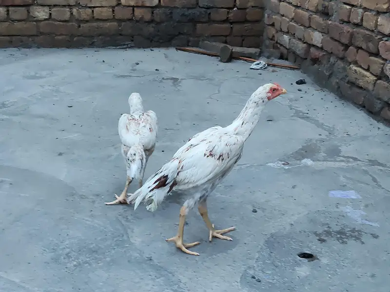 pure Quality Aseel pair — photo 2