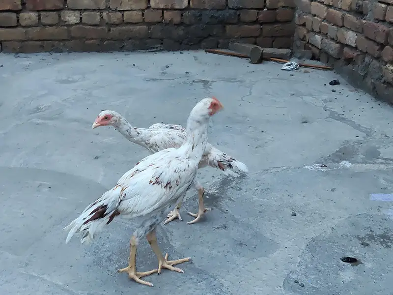 pure Quality Aseel pair — photo 4